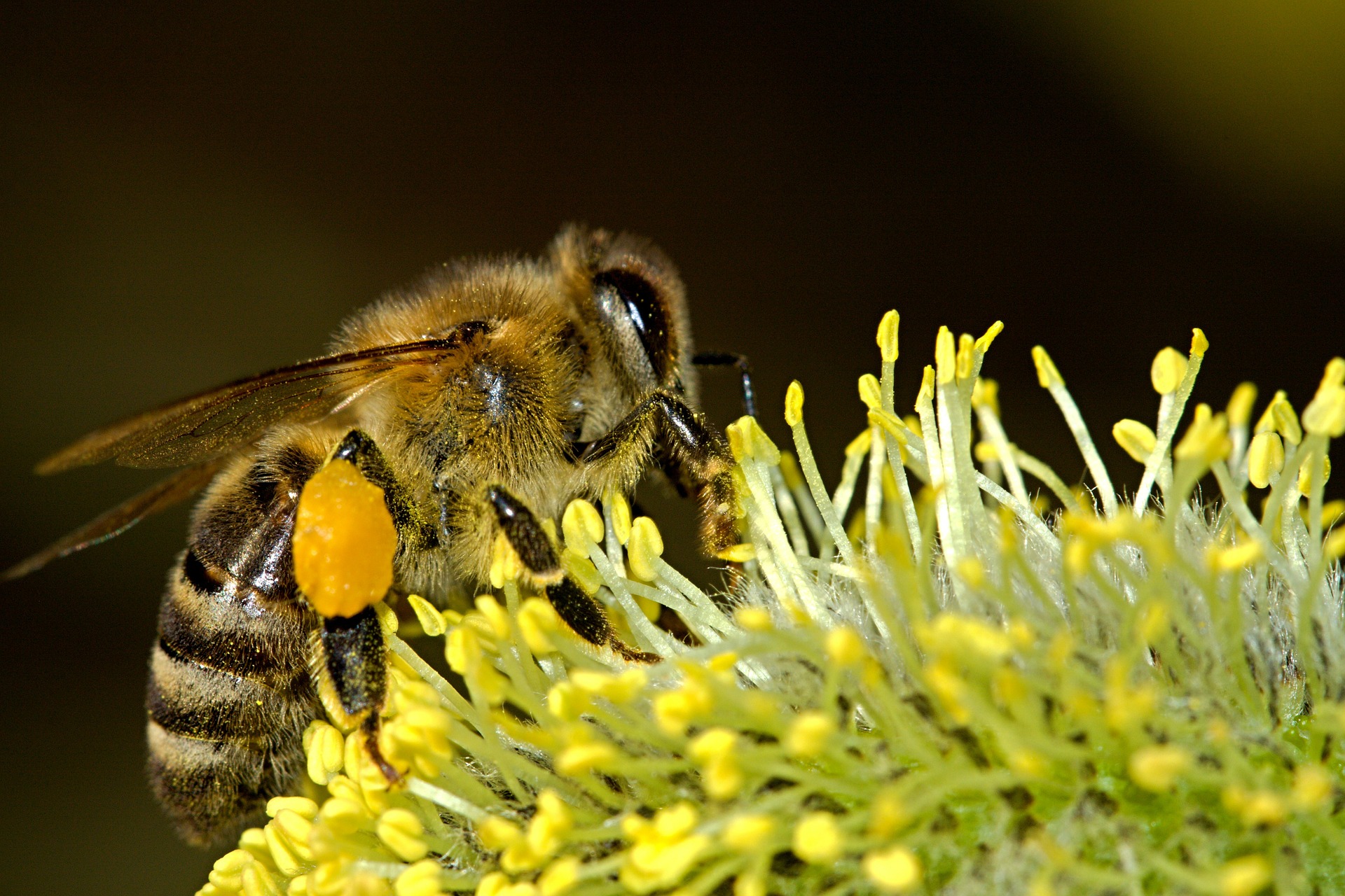 Propolis: een krachtig natuurlijk geneesmiddel
