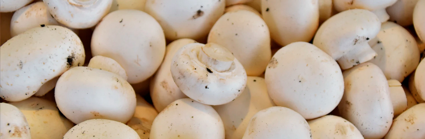 CHAMPIGNONS