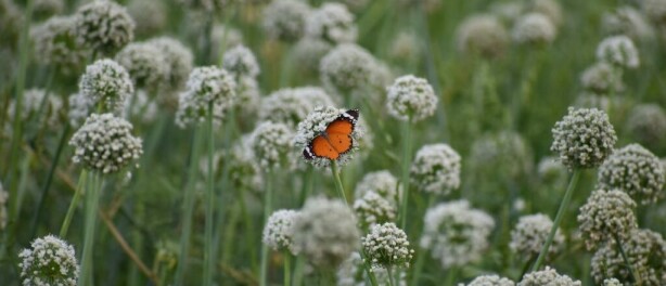Hoe je blauwe bessen kunt kweken in je eigen tuin