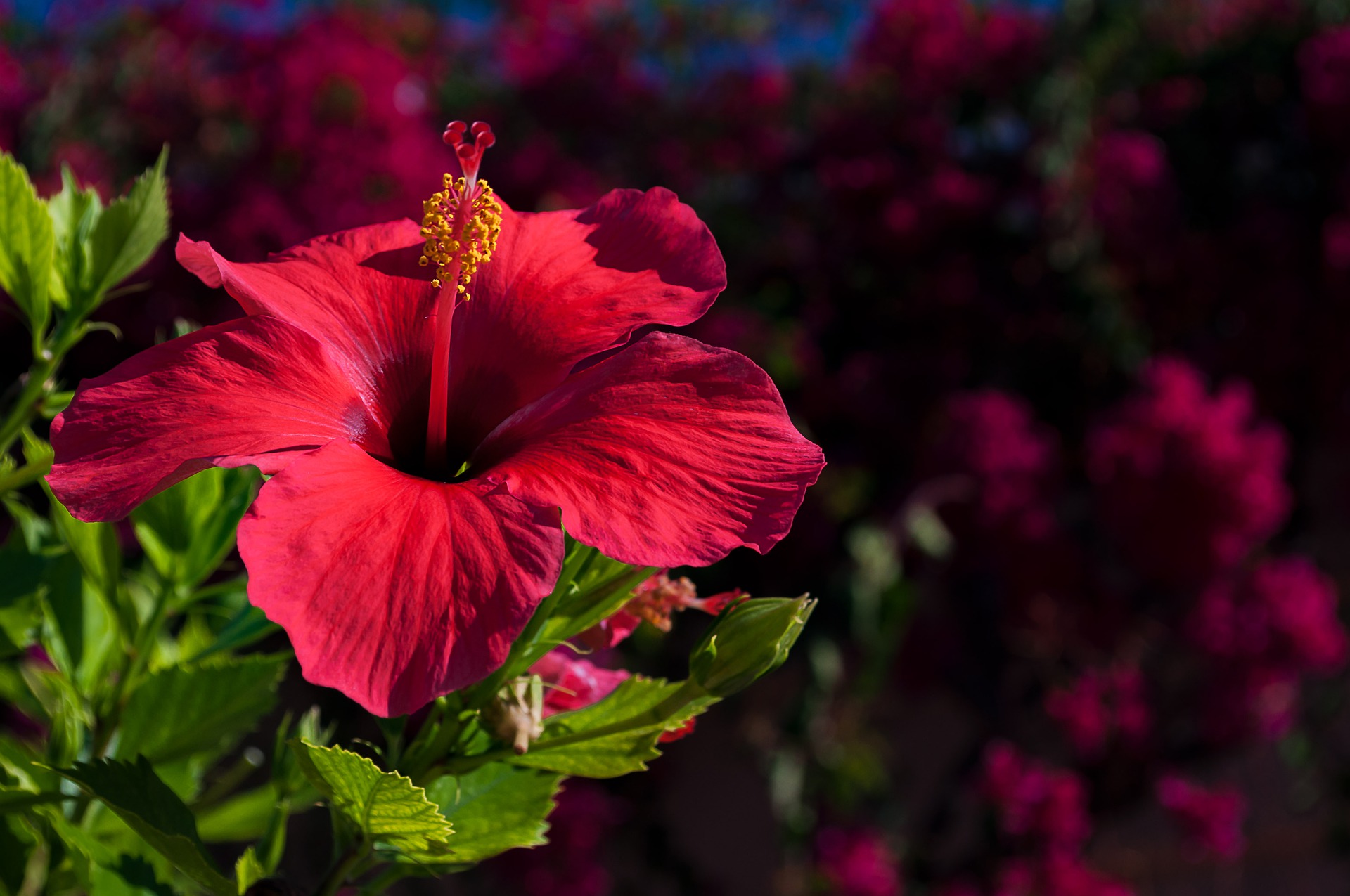 Hibiscus: prachtplant met gezonde eigenschappen