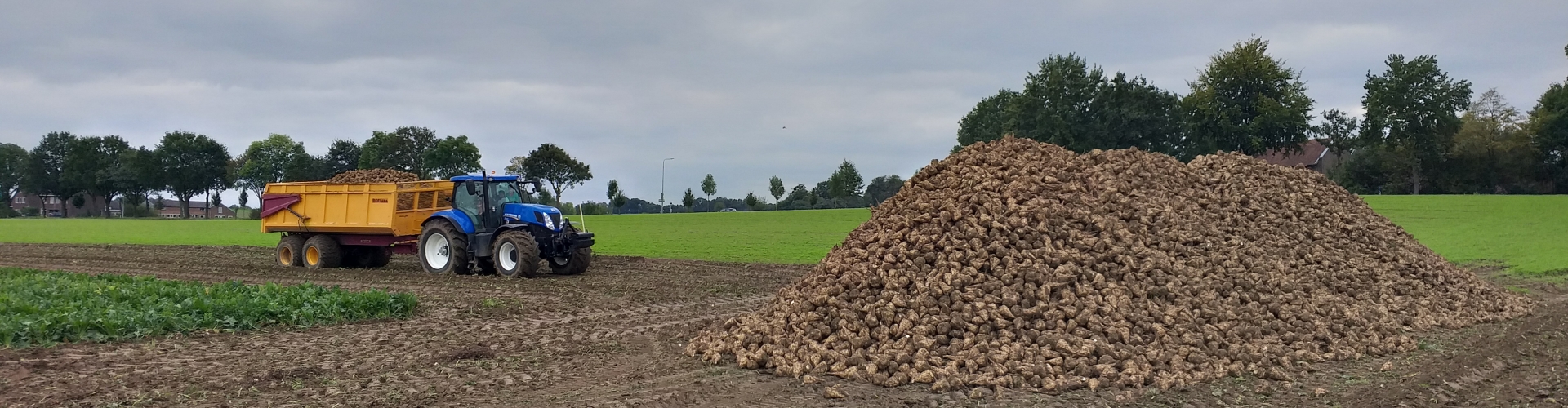 pomona-suikerbieten pomona-suikerbieten